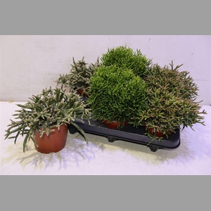 Rhipsalis Gem