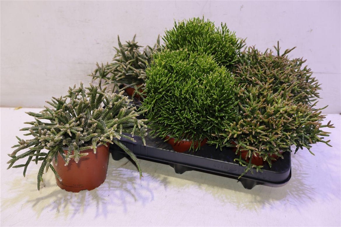 <h4>Rhipsalis Gem</h4>