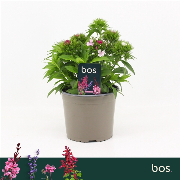 <h4>Dianthus Barbatus, Dart Pink Magician</h4>