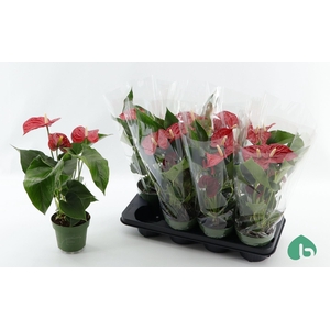 Anthurium andr. 'Madural'