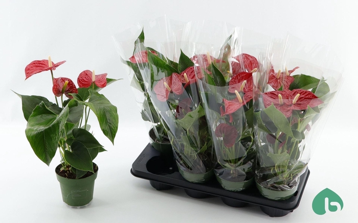 <h4>Anthurium andr. 'Madural'</h4>