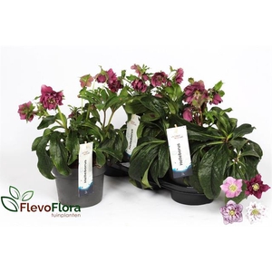 Helleborus orientalis 19Ø 40cm 12fl