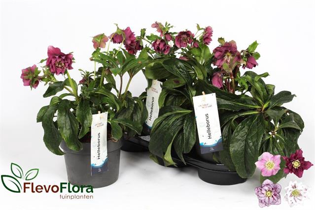 Helleborus orientalis 19Ø 40cm 12fl