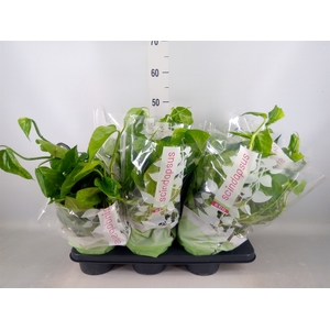 Epipremnum   ...
