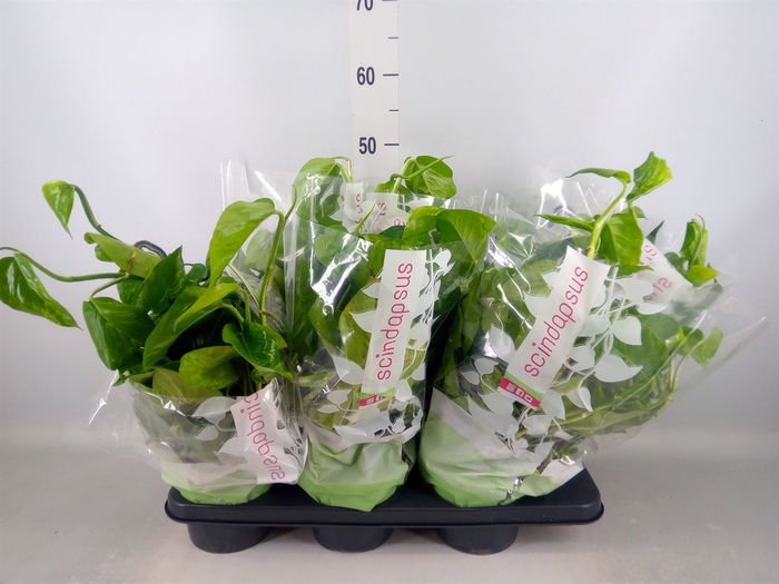 <h4>Epipremnum   ...</h4>