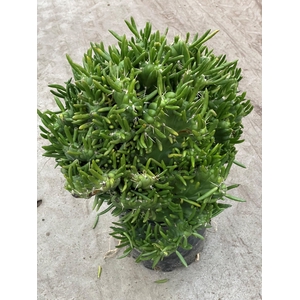 AUSTROCYLINDROPU SUB