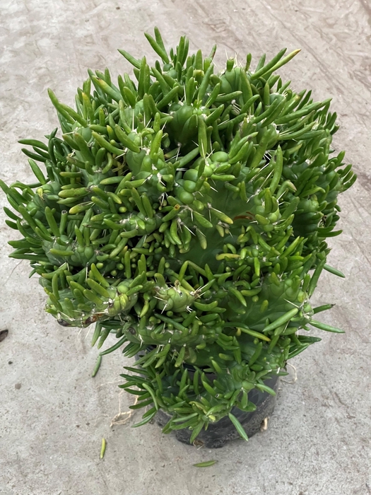 <h4>AUSTROCYLINDROPU SUB</h4>