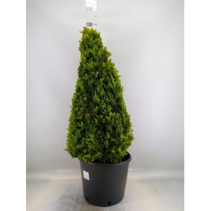 Buxus semp.   ...