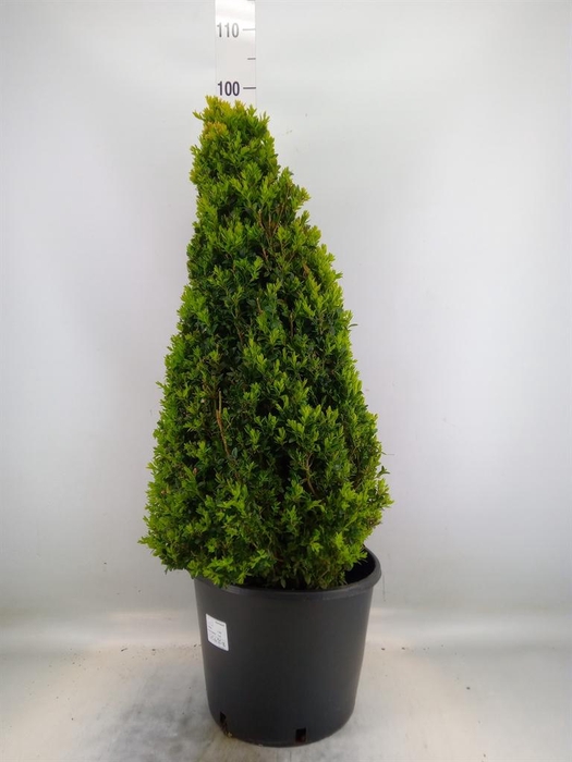 <h4>Buxus semp. ...</h4>