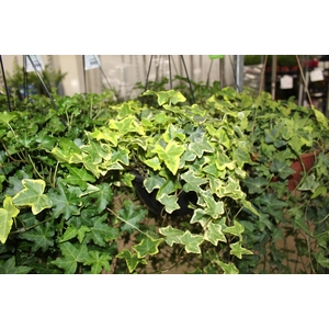 HEDERA VARIADO C21 MIN 100 CM PENDENTE
