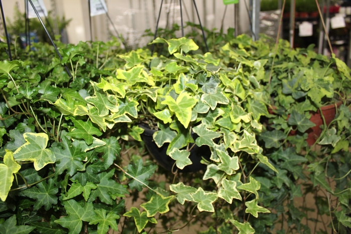 HEDERA VARIADO C21 MIN 100 CM PENDENTE