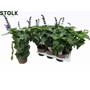 SALVIA BLACK & BLOOM