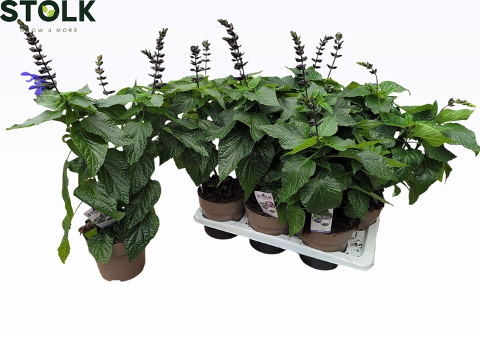 <h4>SALVIA BLACK & BLOOM</h4>