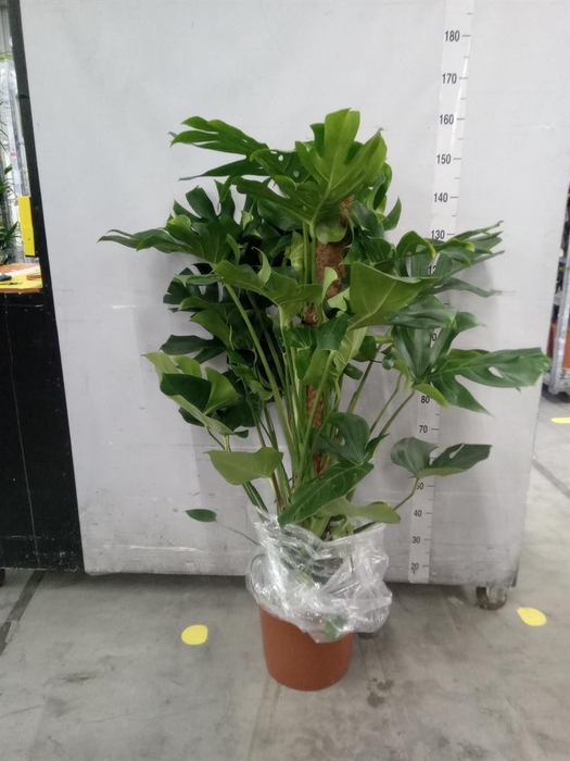 <h4>Monstera delic.</h4>