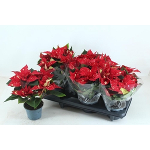 EUPHOR P SUP NEW GLI