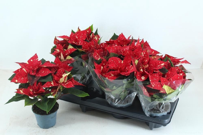 <h4>EUPHOR P SUP NEW GLI</h4>