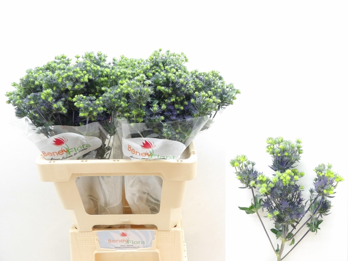 <h4>ERYNG PL MAG PURP ST</h4>