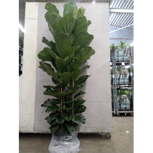 Ficus lyrata