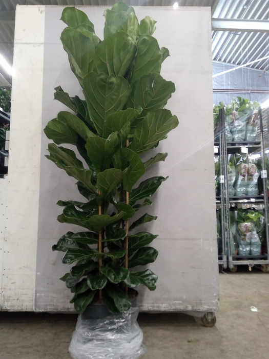 <h4>Ficus lyrata</h4>
