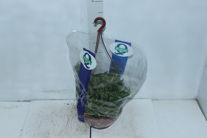 <h4>AESCHYNANTHUS TWISTER C21</h4>