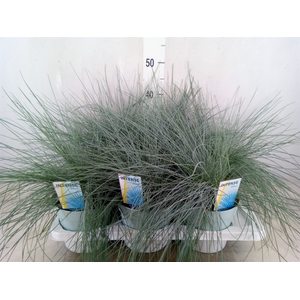 Festuca glauca 'Intens Blue'