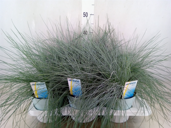 <h4>Festuca glauca 'Intens Blue'</h4>