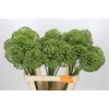 Allium Zaadbollen