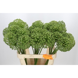 Allium Zaadbollen