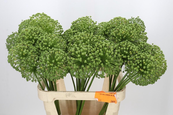 Allium Zaadbollen