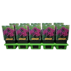 Phlox Paniculata Grp 'Bambini Desire' P11