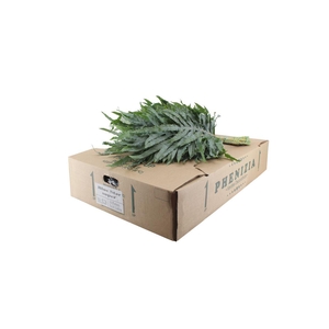 Phlebodium Blue Star Extra