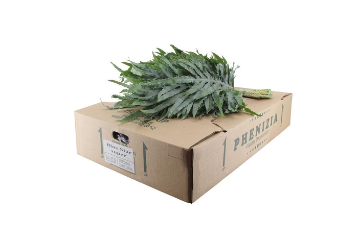 <h4>Phlebodium Blue Star Extra</h4>