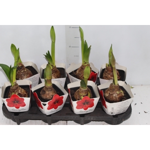 AMARYLLIS P14