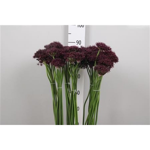 Allium Atropurpureum