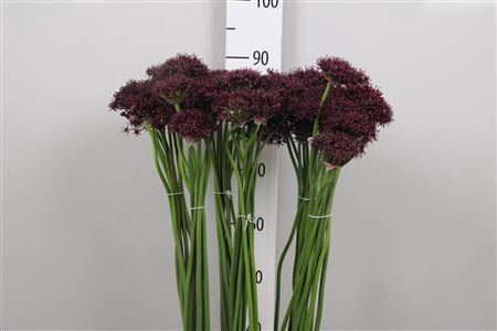 <h4>Allium Atropurpureum</h4>