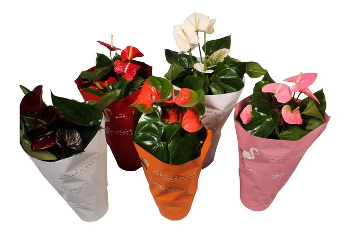 <h4>Anthurium Flamingo mix pot 24cm</h4>