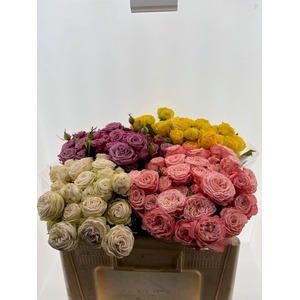 Rosa Spray Dutch Mix Blik