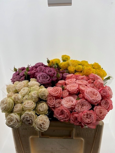 <h4>R Tr Dutch Mix Bucket</h4>