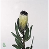 Protea Moonshine