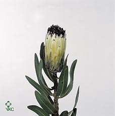 Protea Moonshine