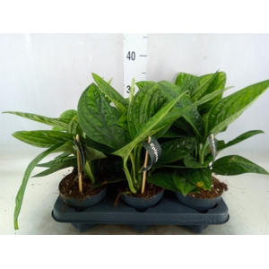 Epipremnum pinn. 'Marble Planet'
