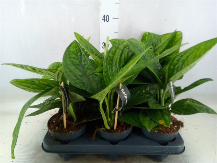 <h4>Epipremnum pinn. 'Marble Planet'</h4>