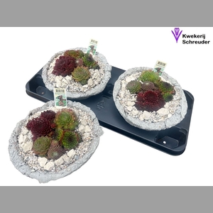 ARR TUINPLANTEN