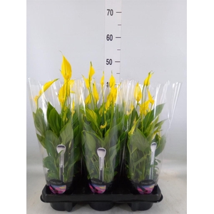 Spathiphyllum  'Bellini'