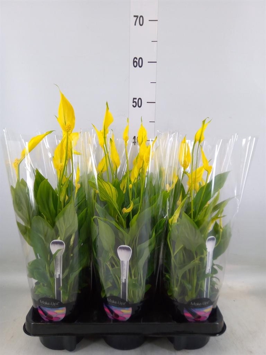 <h4>Spathiphyllum  'Bellini'</h4>