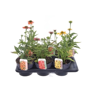 Echinacea purp. Sombrero mix