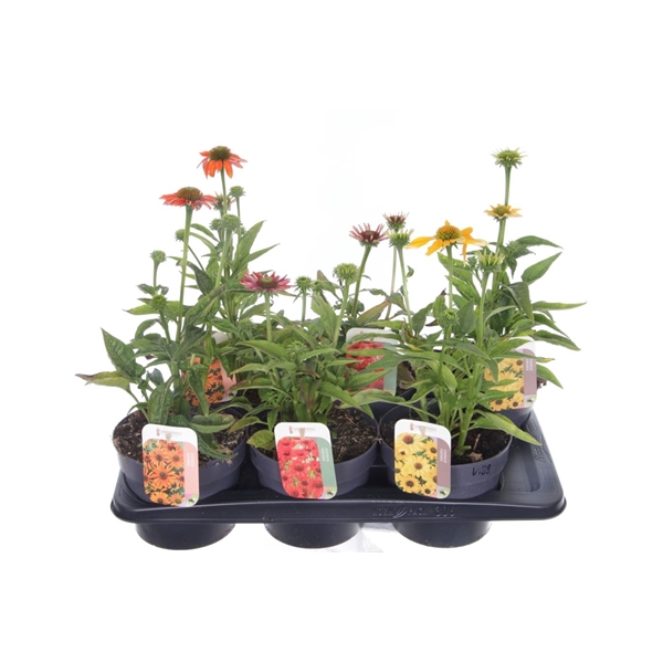 <h4>Echinacea purp. Sombrero mix</h4>