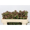 Kaaps Groen Jubilee Crown Spray