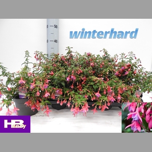 FUCHSIA SON OF THUMB