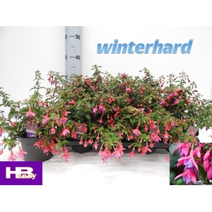 FUCHSIA SON OF THUMB